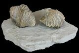 Multiple Fossil Brachiopod (Platystrophia) Plate - Kentucky #136613-2